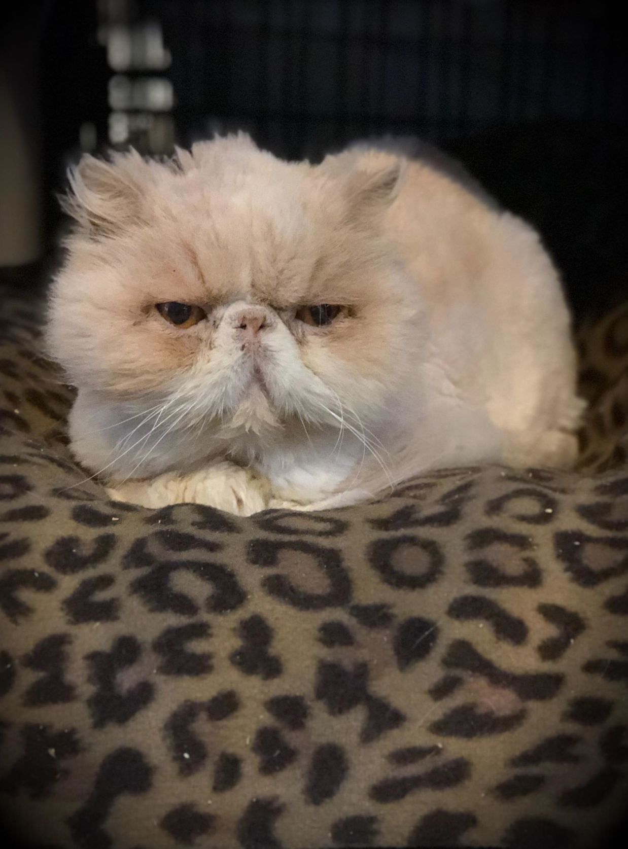 Popeye